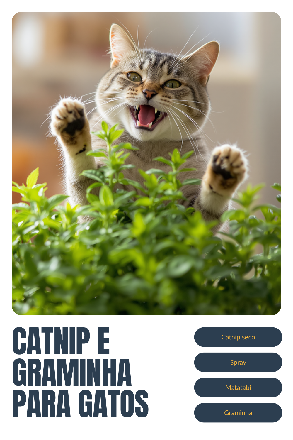 Catnip e graminha para gatos: o que é e qual comprar